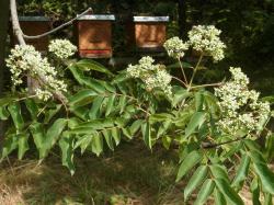 Bienenbaum / Tausendblütenstrauch /Honigesche.. "Z" Bienenbaum / Tausendblütenstrauch /Honigesche.. "Z"