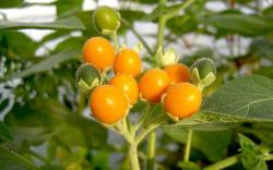Zwerg- Tamarillo Zwerg- Tamarillo