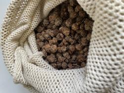 Erdmandel / Chufa "Long Sweet" Erdmandel / Chufa "Long Sweet"