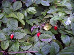 Walderdbeeren Walderdbeeren