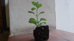 Puerto Rico Oregano Puerto Rico Oregano