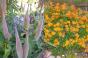 2 Gartenhefte November 2022