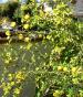Talictrum flavum gelb  blühend