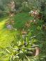 Zucchini Patisson  Sunburst
