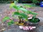 Monstera Dubia