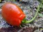 Tomate Pixie Striped