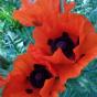 Riesenmohn orangerot