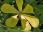 Stachelmohn