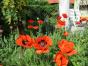 Staudenmohn riesig