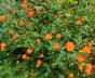 peruanische orange Wildtomate