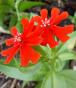 Scabiose 'Salmon Rose'