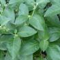 Zucchini Astra Polka