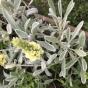 Zierklee trifolium repens Isabella - Samen