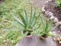 Agave schidigera ?