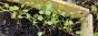 Rose von Jericho -Auferstehungspflanze-