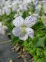 Wunderblumen 