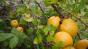 Zierquitte, Chaenomeles