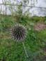 10 Samen, blaue Kugeldistel