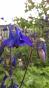 Hohe Gartenmargerite