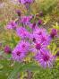 Vernonia Scheinaster sehr hoch 2 m 