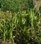 Schwertlilie gelb Rhizome res. für Glücksgarten