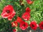 Klatschmohn
