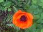 türkischer Mohn