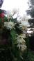 Weihnachtskaktus - Schlumbergera - weiß