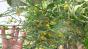Bogenhanf verm. Hahnii Green Leaves
