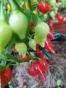 Tomatillo Queen of Malinalco
