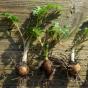 Ziereierfrucht am Stiel