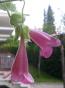 Rettich China Rose