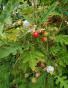 Litschi Tomate