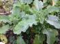 5 Stecklinge: Ewiger Kohl ...