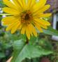 Becherpflanze (auch Bienenbecher)