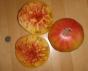 Tomate Zuckerbusch 