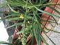 Bulbine frutescens - Katzenschwanzpflanze
