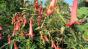 Rote Johannisbeere, Pflanze