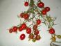 Zinnie »Kirschkönigin« (»Cherry Queen«)