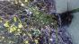 Winterjasmin