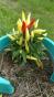 Riesen Zucchini XXXL Wettkampf 3+ Samen