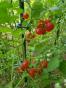 Zucchini Patisson  Sunburst