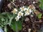 7 Triebe Mexikanische Dreimasterblume
