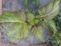 Asiasalat Roter Senf Mustard ...
