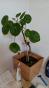 Monstera Dubia
