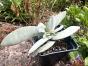 Crassula