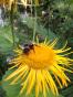 Riesenalant Pflanze Staude Inula Magnifica 