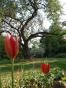 T&uuml;rkische Wildtulpe  