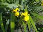 Zwergiris - Iris reticulata 'Pauline'