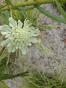 Scabiosa ochroleuca &ndash; Gelbe Skabiose